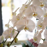 胡蝶蘭（Orchid)