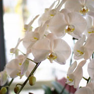 胡蝶蘭(Orchid)